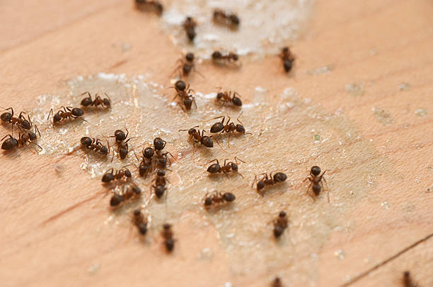 Best Termite Control Services  in Metzger, OR